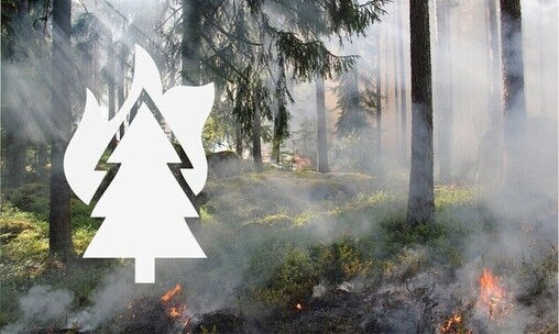  Picture with a forest fire, pictogram with a burning spruce