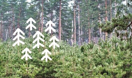 Attēls ar egļu jaunaudzi, piktogramma ar eglēm