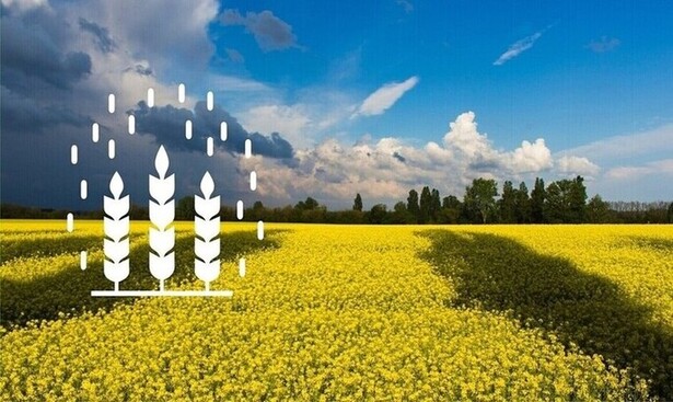 An image of a rapeseed field, a white pictogram with ears of corn