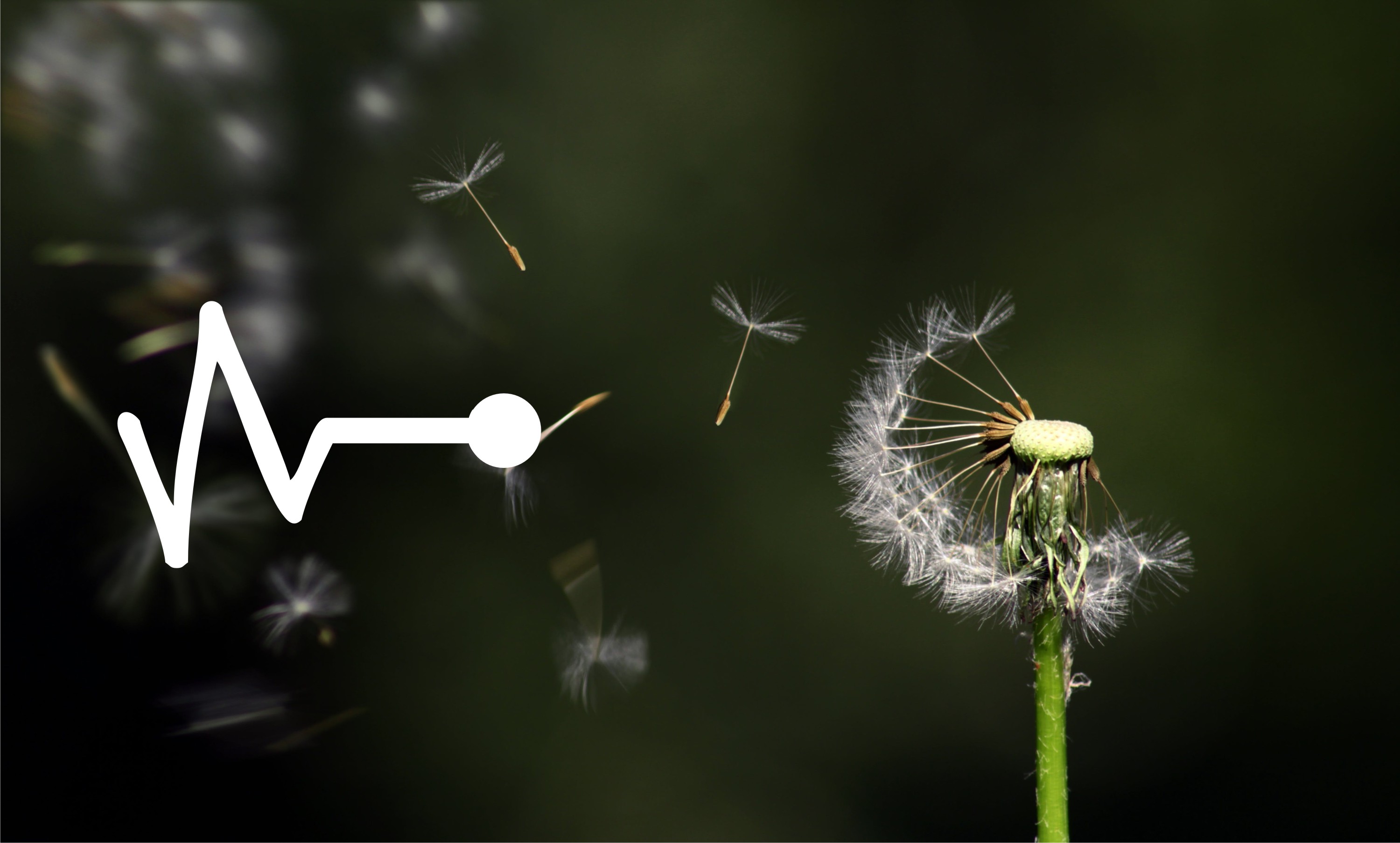 Partially blown dandelion head, heart rhythm pictogram