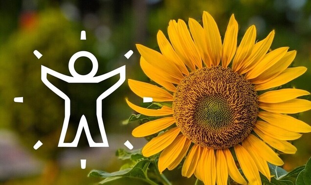 Picture - sunflower, human icon
